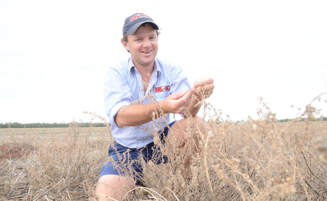 Narromine agronomist, Ryan Pratten, Muldoon Pratten Ag Consultants, examines the damage done to fleabane plants in a trial row within a 145 hectare paddock fallow after a strong yielding chickpea crop last season at “Wirrigai”, Narromine, operated by Scott and Catherine Vincent.