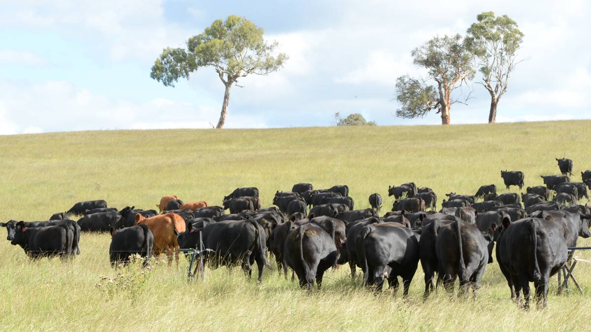Mob of Kingsford Black Composite cows bred by Rob and Kelly Lamoureux, "Kingsford", Armidale