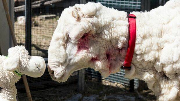 Chris the Sheep officially breaks world record for heaviest fleece