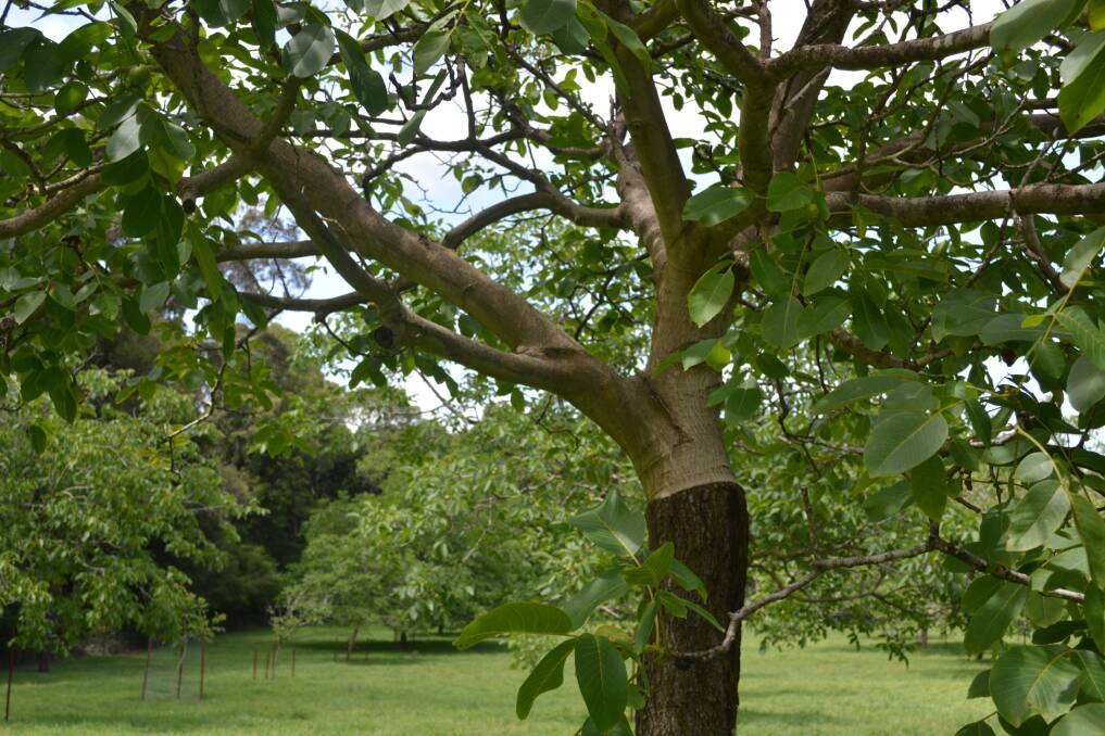 Example of grafting on a walnut tree at Campanella Cottage