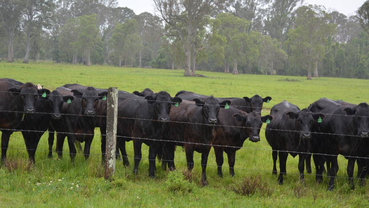 Growers embrace Angus beef opportunities