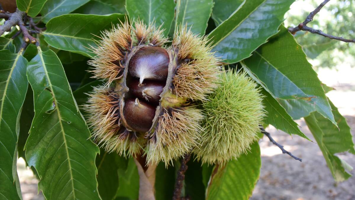 The harvest season for Northern Tablelands’ chestnuts is almost over but will continue in southern districts until the end of June.