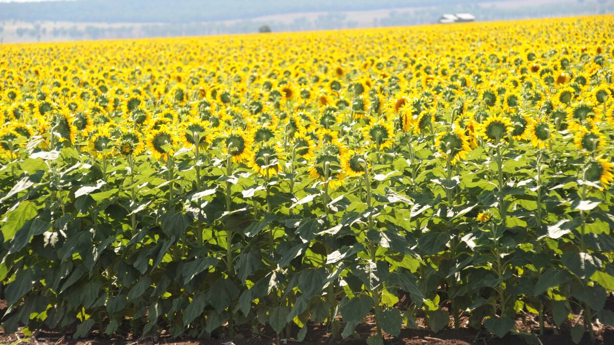 Sunflowers to brighten northern prospects