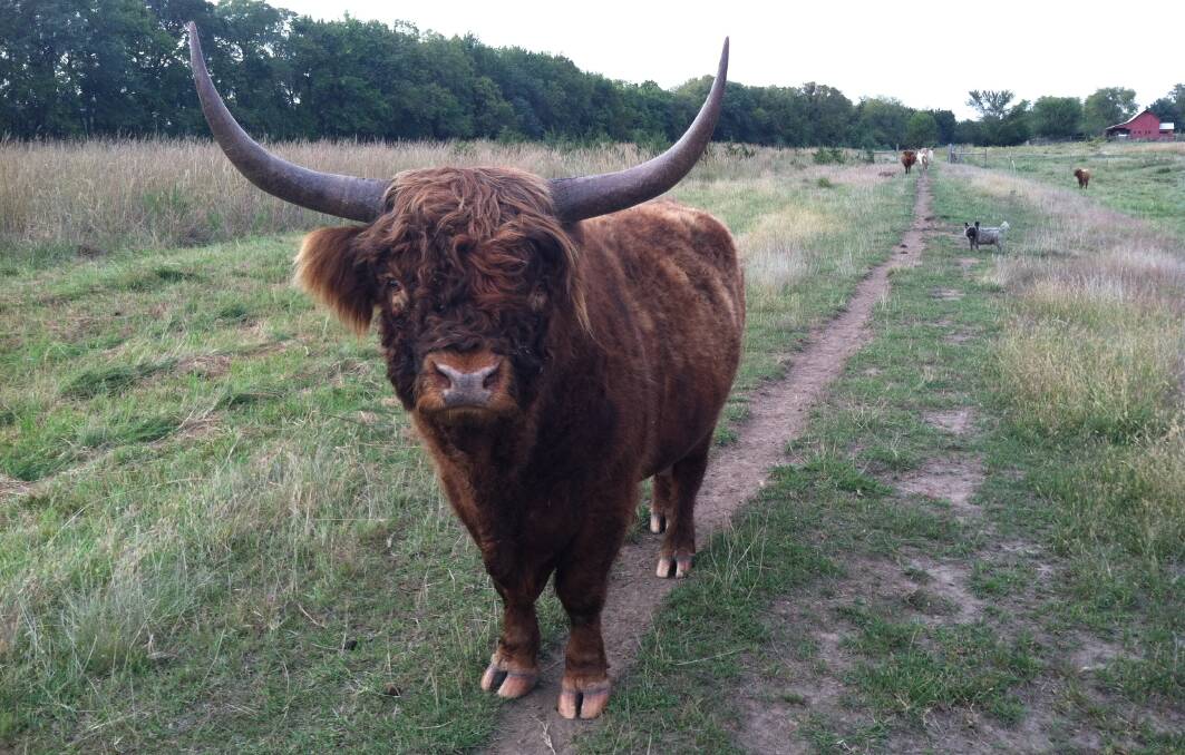 Hank has a successful Highland Cattle business.