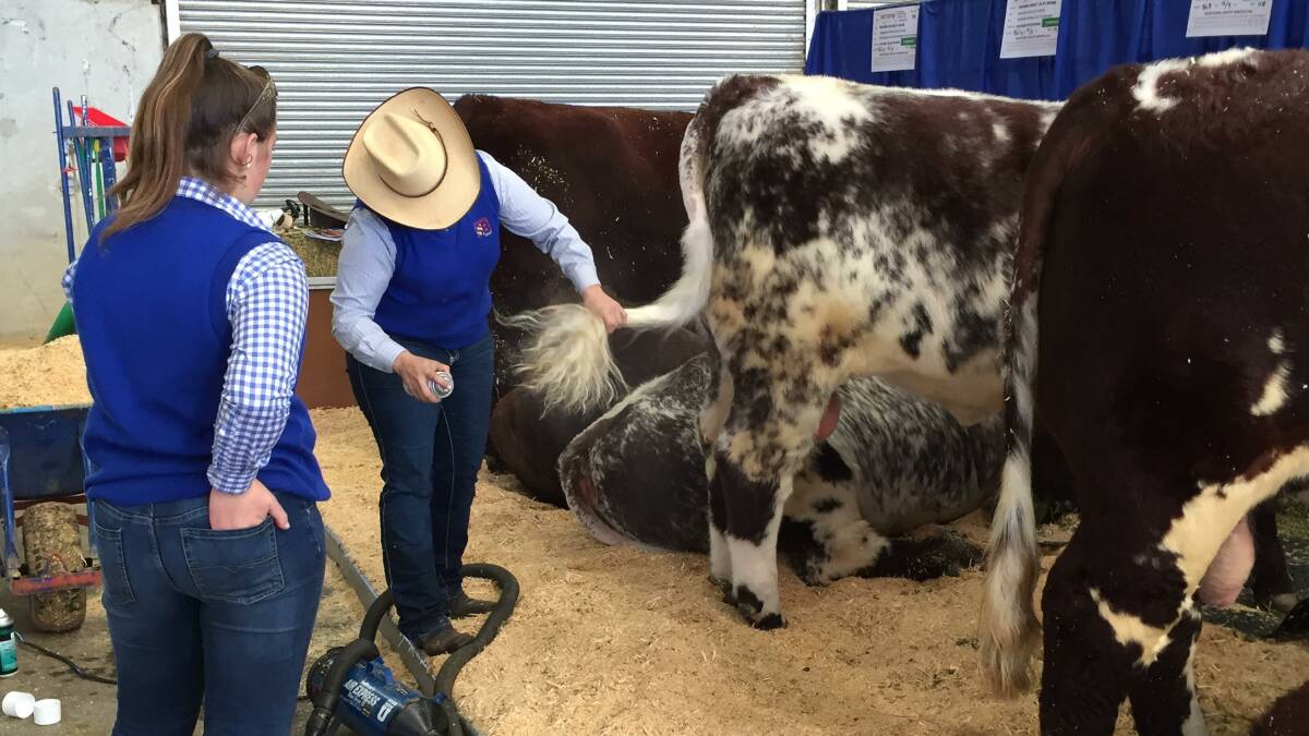 National Shorthorn Show & Sale | Rolling coverage
