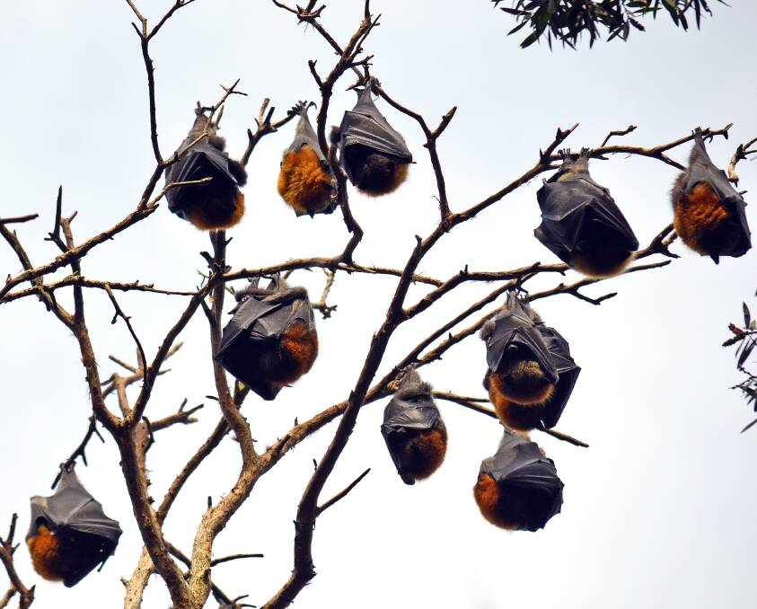 Natural pests: Part of a colony of grey-headed flying foxes (fruit bats) which are similar to the ones that invaded Batemans Bay recently. Photo: Shutterstock.com