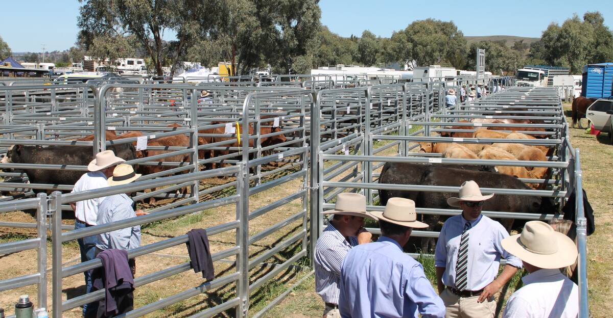 Steers are fed at Alexander Downs feedlot, Merriwa for 100+ days and processed by Woolworths at their Tamworth facility being assessed under MSA standards.
