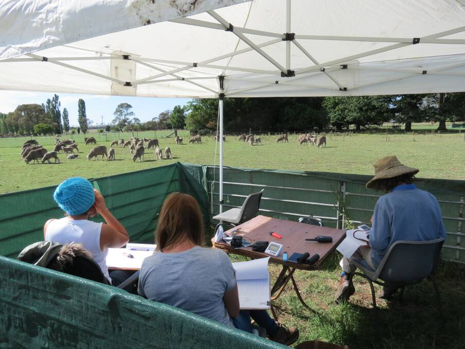 Recording  the  behavioural  responses  of  lambs  following  the  use  of  pain  relief  at  mulesing  in  field  studies  at  CSIRO’s  Armidale  research  site.