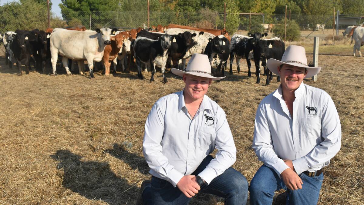Blake and Murray Van der Drift, Black Diamond Speckle Parks, Macorna, Victoria with some of their Speckle Park and Limousin females. Black Diamond went from being ranked 34th last year to 8th this year. Photo: Alastair Dowie