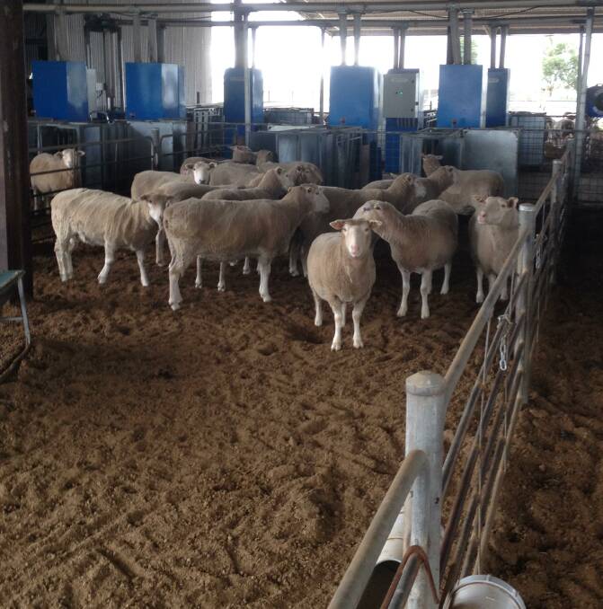 Agriculture Victoria researcher Dr Stephanie Muir studied the feed efficiency of a ewe over its lifetime and said it highlighted that growth rates are not the only trait producers should look for. Photo: Supplied 