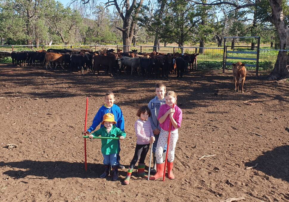 Coonamble cattle trader Adam MacRae's children George, 8, Barney, 3, Audrey, 5, Oscar, 12, and Isobel, 10, with the weaner heifers they recently bought from Kempsey. Mr MacRae said they were buying in heifers to minimise risk. Photo supplied. 