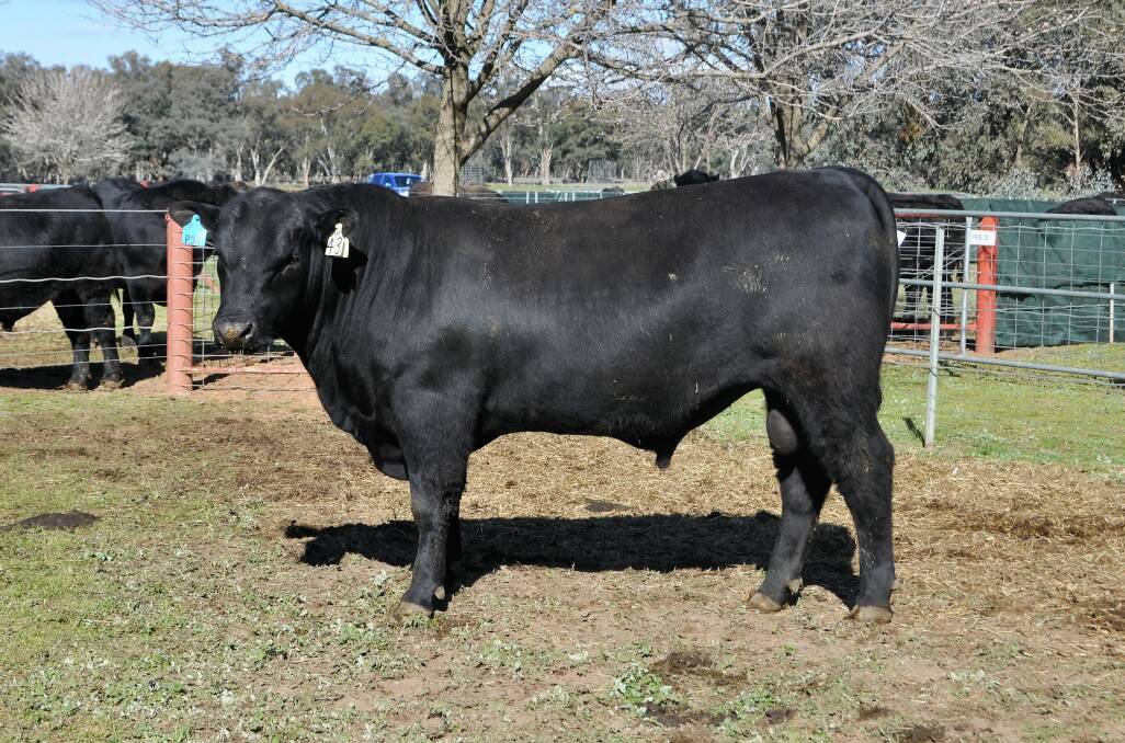 The top bull of the sale, Rennylea P34, sold for $21,000 to McRae Pastoral Company, Alexandra Victoria. 