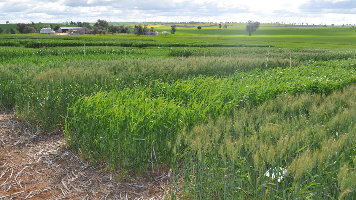 The Wagga Wagga trial site looks at the development of spring and winter wheat varieties, planted across four different sowing dates. 