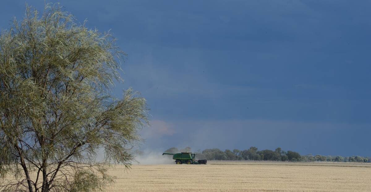 Rains and cooler weather have slowed down harvest progress in southern NSW as the moisture levels have struggled to decline.