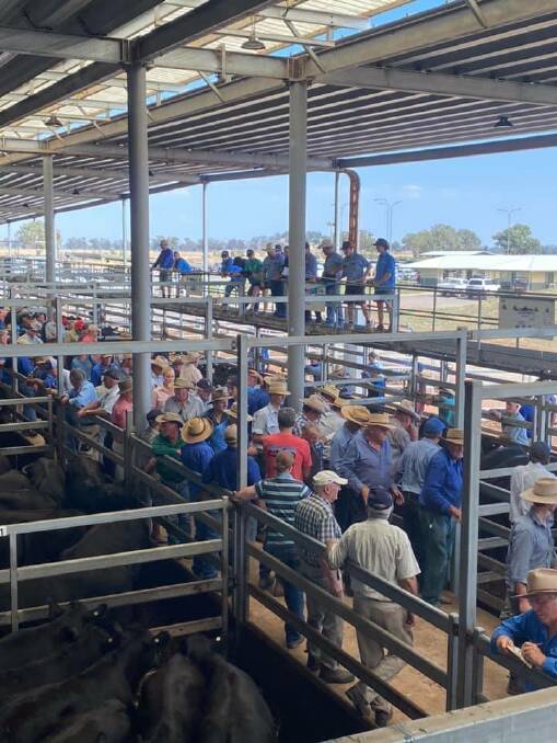 There was a lot of competition for feeder steers and heifers at this week's Wodonga store sale, prices for heifers rising by 30-40 cents per kilogram. Photo: NVLX. 