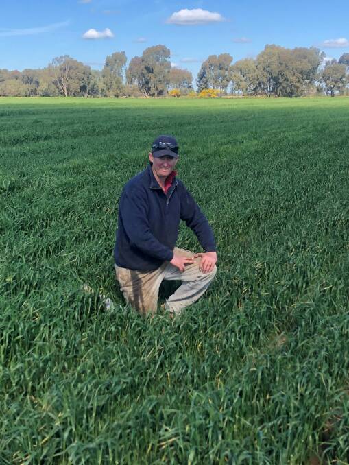 Deniliquin farmer Rob Wettenhall with his Spartacus barley crop. Mr Wettenhall said he will make a decision on whether to cut the crop for hay soon. Photo supplied.