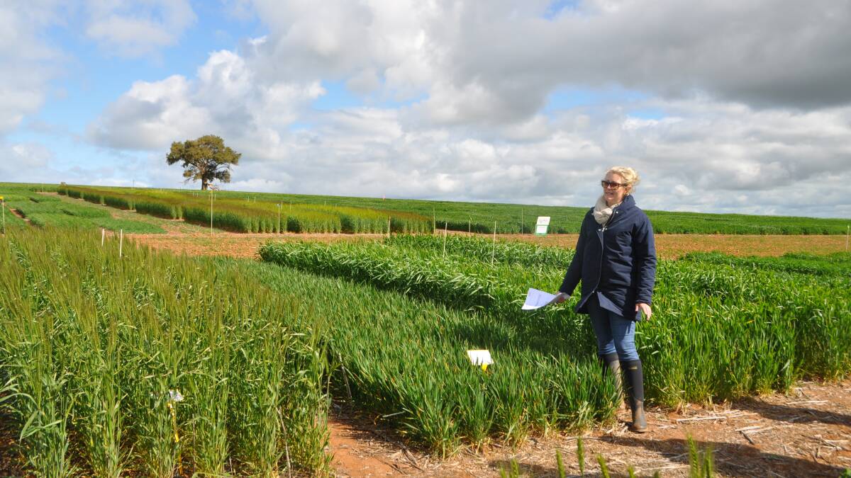 Dr Felicity Harris on a crop walk of one of the trial sites near Wagga Wagga. The trial looks at the phenology and optimal sowing times for new and benchmark wheat varieties in a number of regions. 