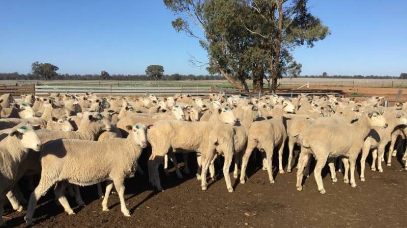 Scanned in Lamb (SIL) first cross ewes from Erinvale, Milbrulong topped the AuctionsPlus Sheep Sale this week, selling for $381/hd. SIL first cross ewe prices have risen by 161 per cent since 2015. 