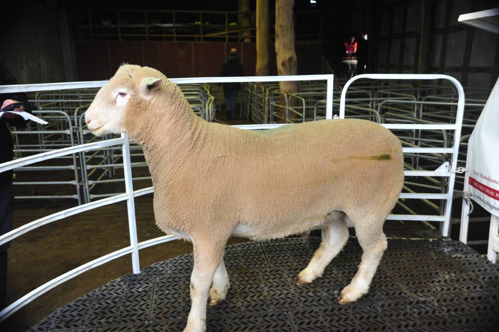 Lambs Alive's Jason Trompf bought the top priced Kingsvale Supreme ram at $3200 for his commercial operation at Northgate Park, Greta, in North East Victoria. Photo: Supplied