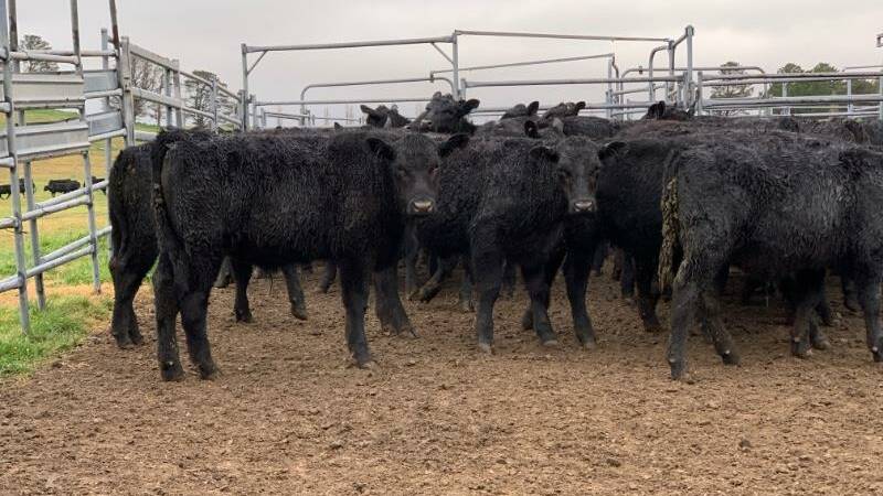51 Angus weaner steers, weighing 216kg from D Parfett, Blayney sold for $1200/hd or 555c/kg on AuctionsPlus this week. 