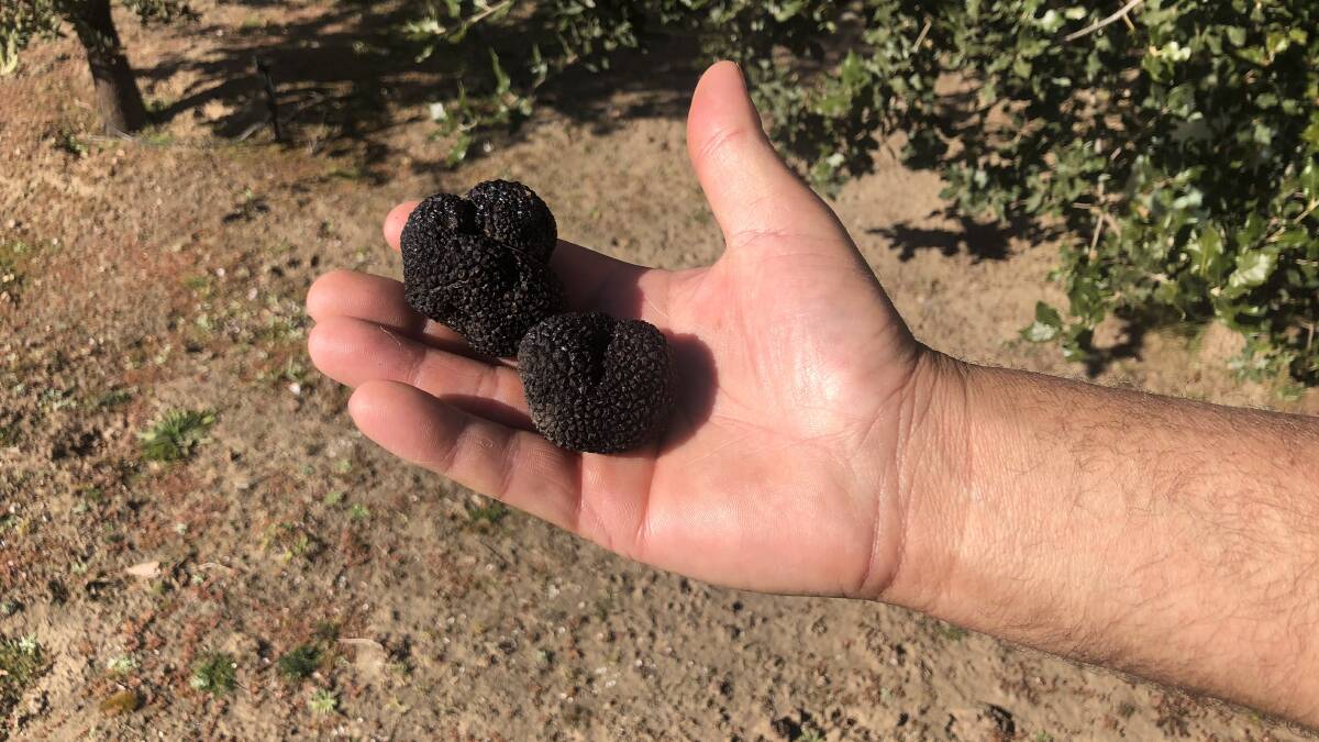 Just 20 years after the first truffle was harvested, Australia is the fourth-largest producer of truffles in the world and the industry is poised to continue growing. 