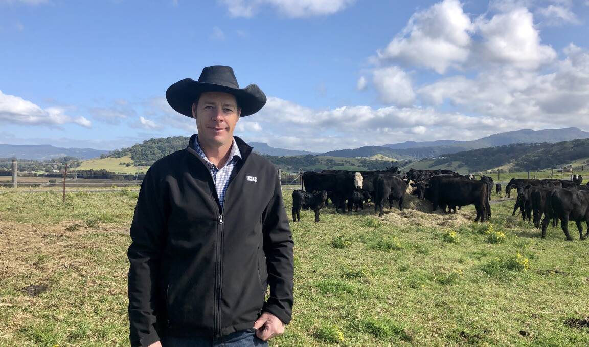 Cleary Brothers livestock manager Ash Mathie with their Angus and black baldy cows and calves. Cleary Brothers sold 168 mixed-sex weaners for an average of 532c/kg at last month's store sale at Yass.