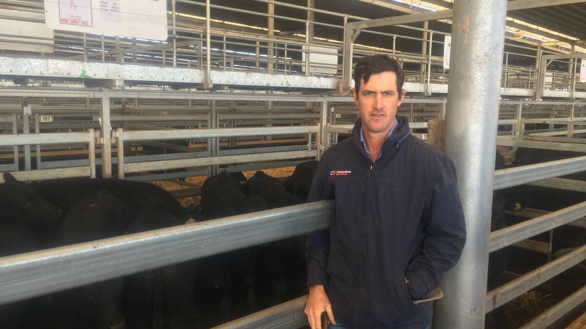 Corcoran Parker director, Justin Keane representing a pen of 14 Angus steers from Iona, Corowa, weighing 382kg which sold for $1500/hd. Photo supplied by NVLX. 