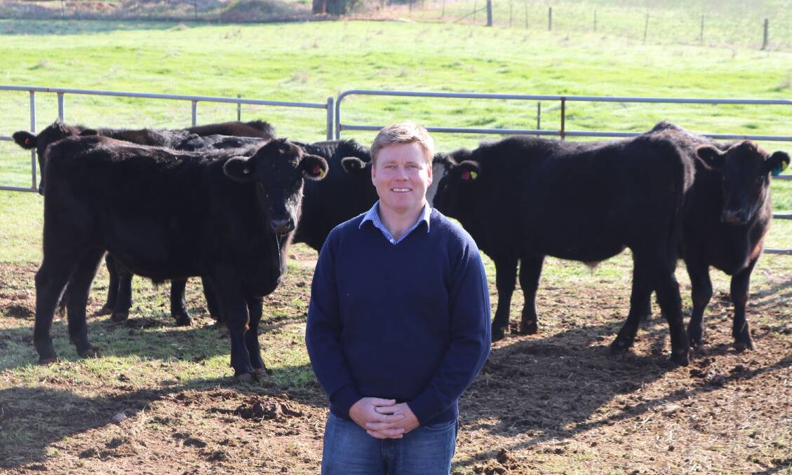 Charles Sturt University lecturer Dr Michael Campbell found feeding cull cows for four to eight weeks could turn them into a premium beef product. 