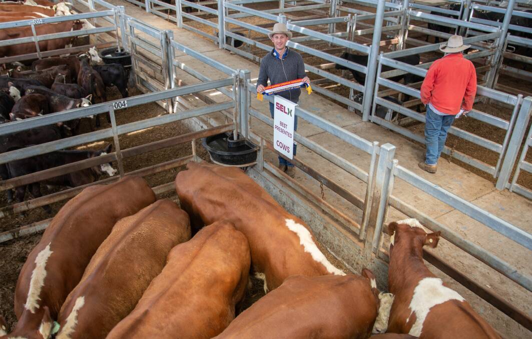 Sam Hunter, AgStock sold 13 Hereford cows and calves on behalf of Junction Pastoral, Yass for $3150, the top price of the sale. Photo: SELX