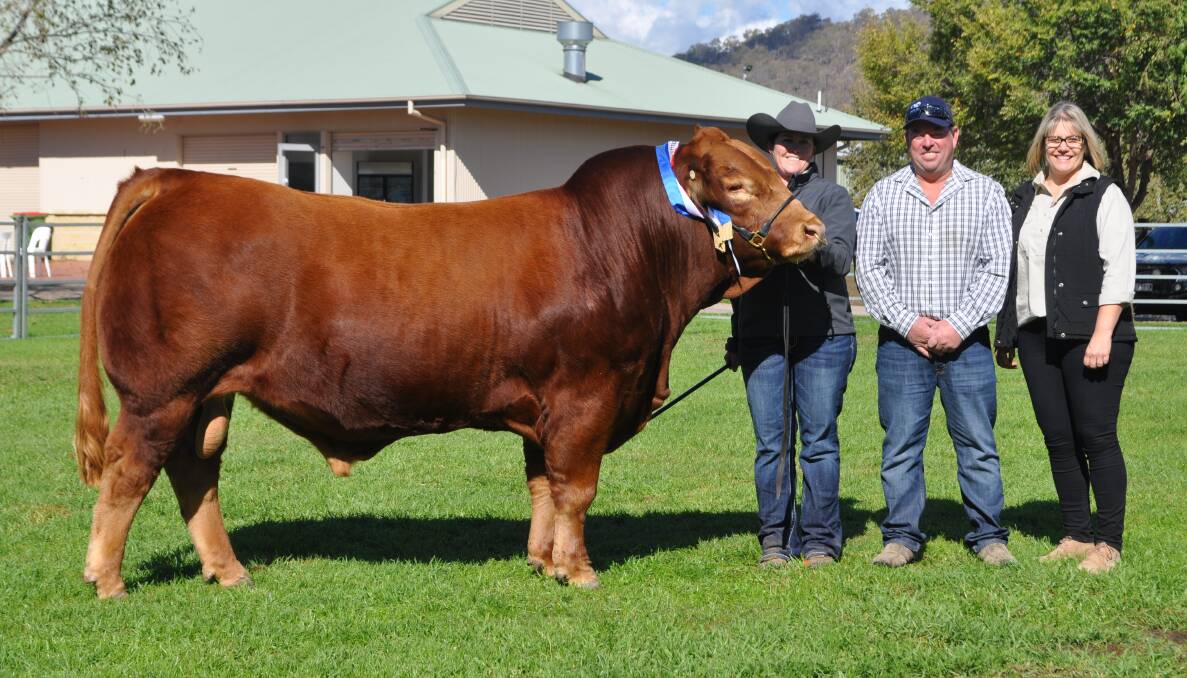 Flemington Next Level sold for $28,000 at the Limousin National Sale. Pictured with the top-selling bull, Donna Robson, Flemington Limousins, Batlow and buyers Damian and Mandy Gommers, Mandayen Limousins, Keith, South Australia. 