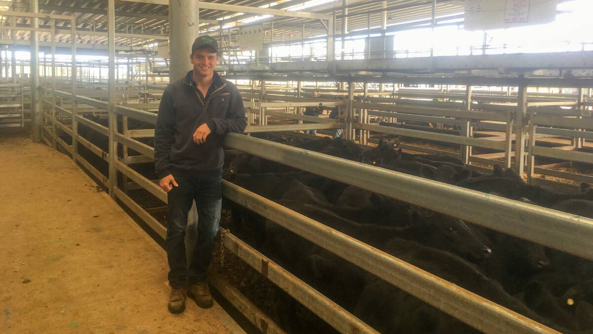 Jackson Meehan, Corcoran Parker with the tops of a run of 220 Angus steers from Fairfield Park, Greta South, Vic. This pen of 60, seven to eight month-old calves, weighed 255kg and sold for $1290/hd. Photo by NVLX. 