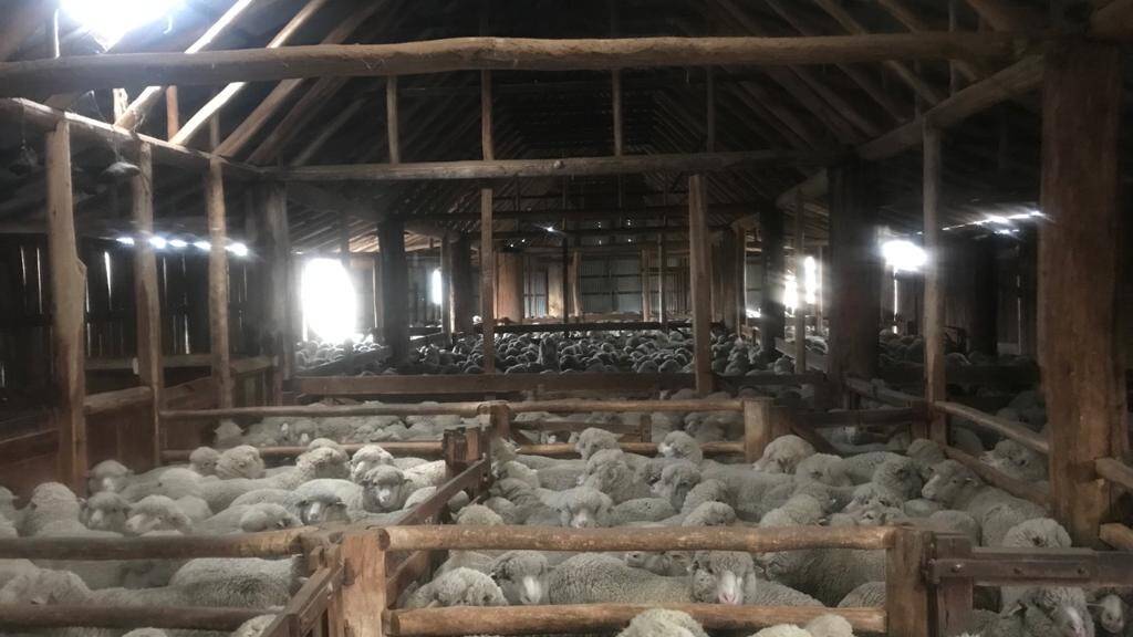 The Dowlings have been recording fleece weight and microns at shearing for more than 30 years. Photo supplied. 