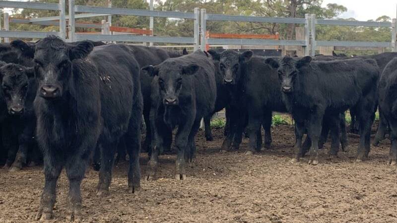 Karrawendri Pty Ltd, Ebor sold 42 Angus vealer steers, five to seven months, weighing 202kg for $1075/hd, making 552c/kg. Photo - AuctionsPlus. 