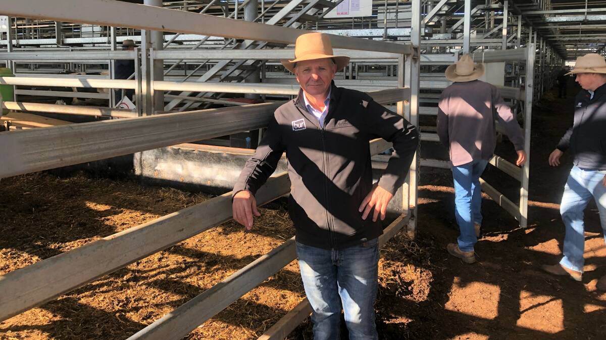 Michael Unthank, Brian Unthank Rural at Thursday's sale. Black weaner steers sold above 500c/kg consistently. Photo by NVLX. 