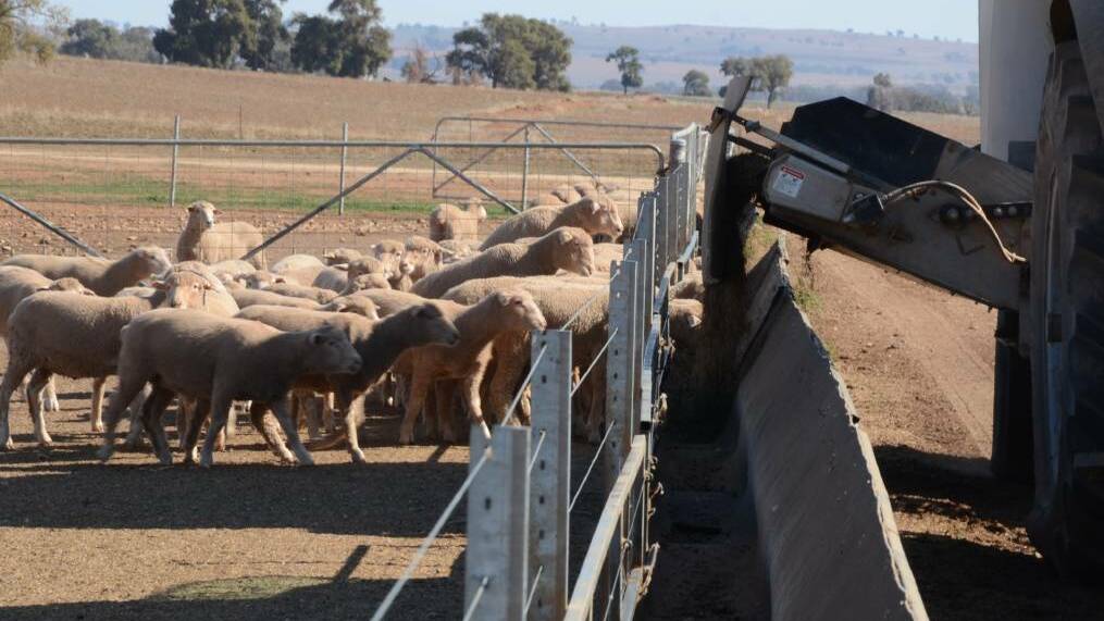 The Simpsons run a 4000 head feedlot near Wellington and expect to finish off 55,000 lambs this financial year. 