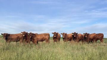 David Hobbs, of the Round-Em-Up Red Angus and Simmental and Moorwatha Red Angus studs said interest for the breed is growing in Queensland, Western Australia, the Northern Territory and Western NSW. Picture supplied