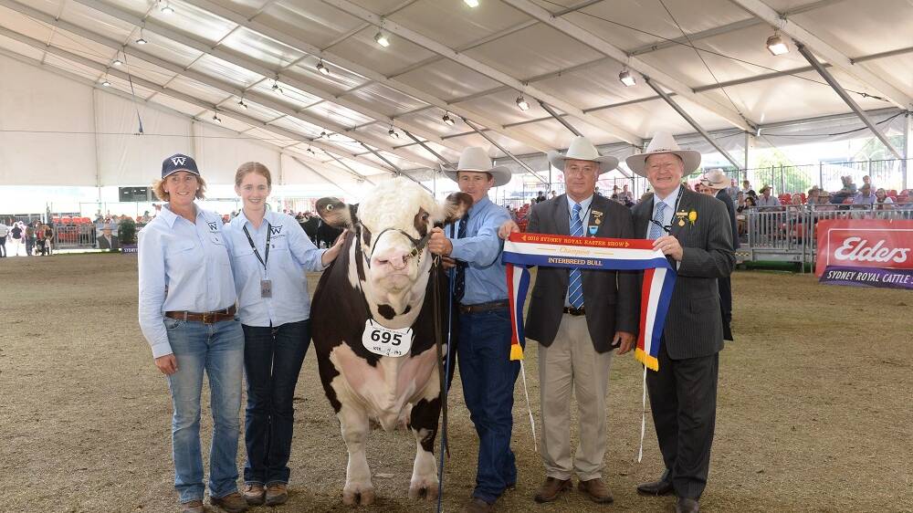 Warragundi Beef Co.'s Debbie, Alex and Matt Kelley standing next to their champion bull Warragundi Minnesota M001 as he is awarded the Urquhart Trophy by RAS cattle committee chairman Greg Watson and RAS president Robert Ryan at this year's Royal Easter Show. 