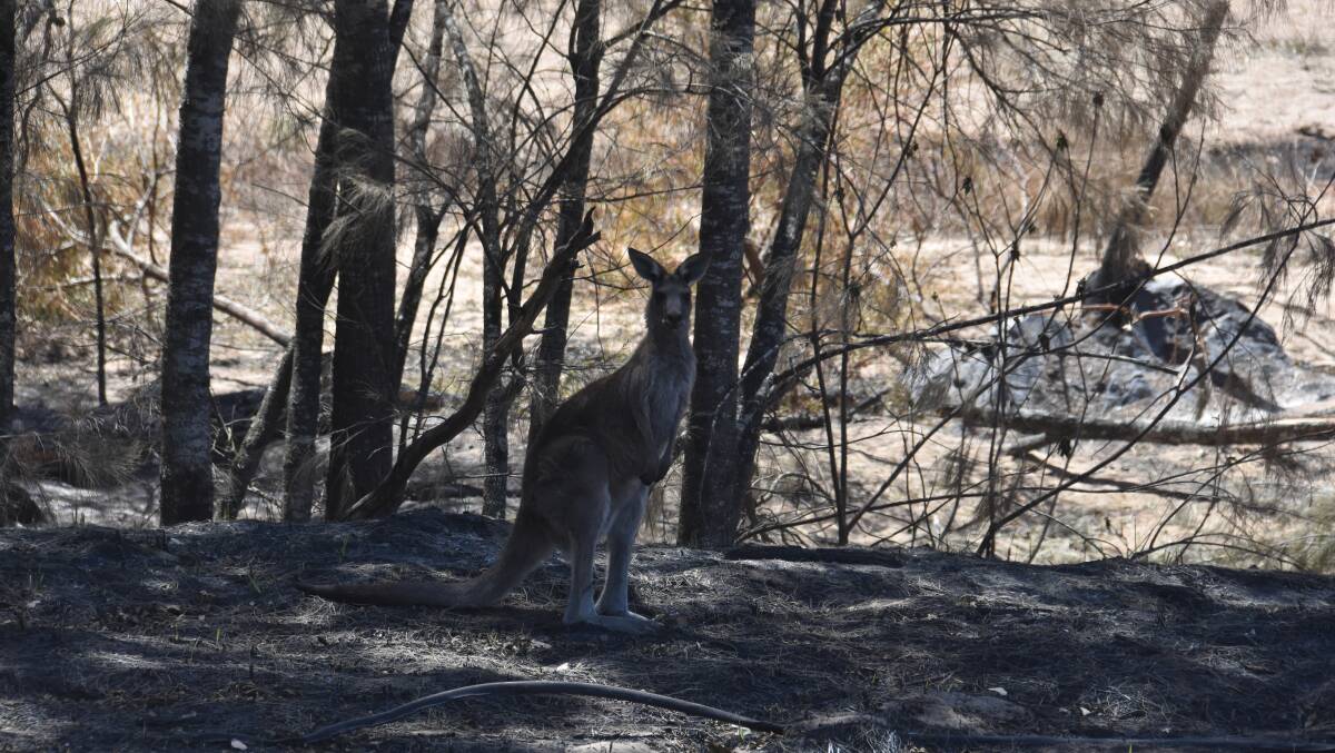 There are kangaroos through the Wytaliba property. 