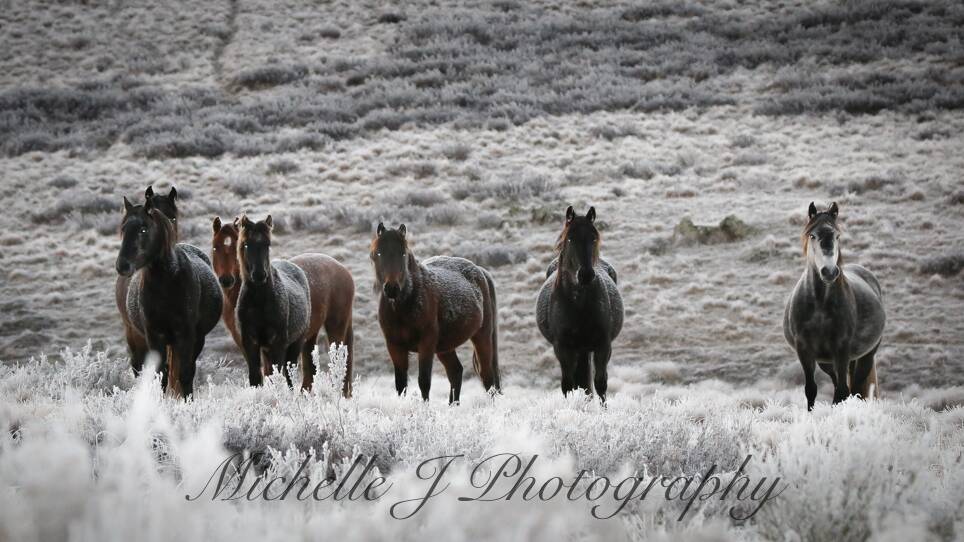 Photographer captures brumbies in their snowy playground