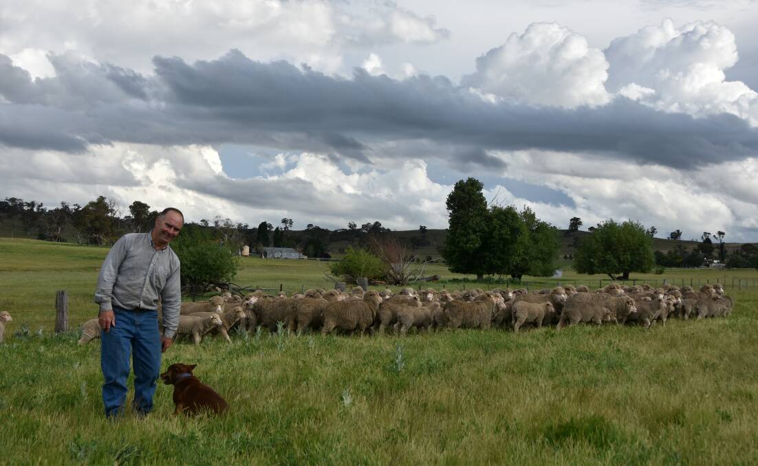 Jim Cassilles,  "Matong", Cooma with "Gem" and maiden ewes and August-September drop lambs from Hazeldean bloodlines. 
