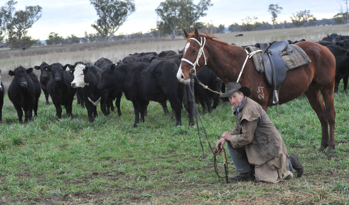 A Bowman is never far away from a horse. Jim Bowman on Merotherie with his cattle.