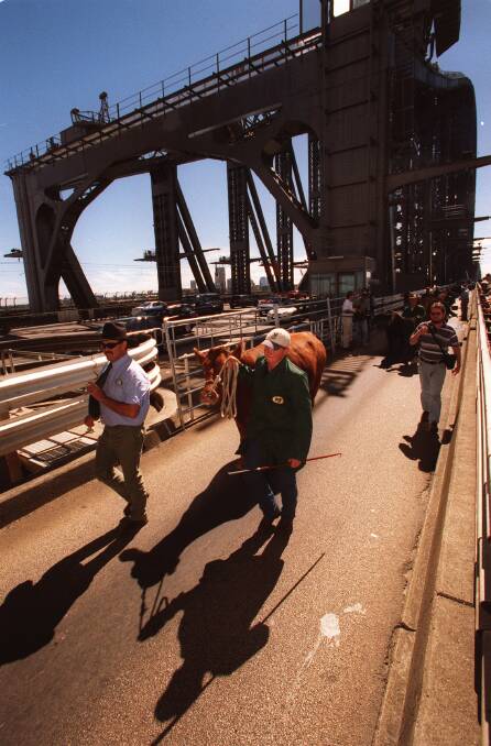 Cattle walked across the Sydney Harbour Bridge in 1999, so why can't they do it in 2017 to help raise awareness for organ donation ?