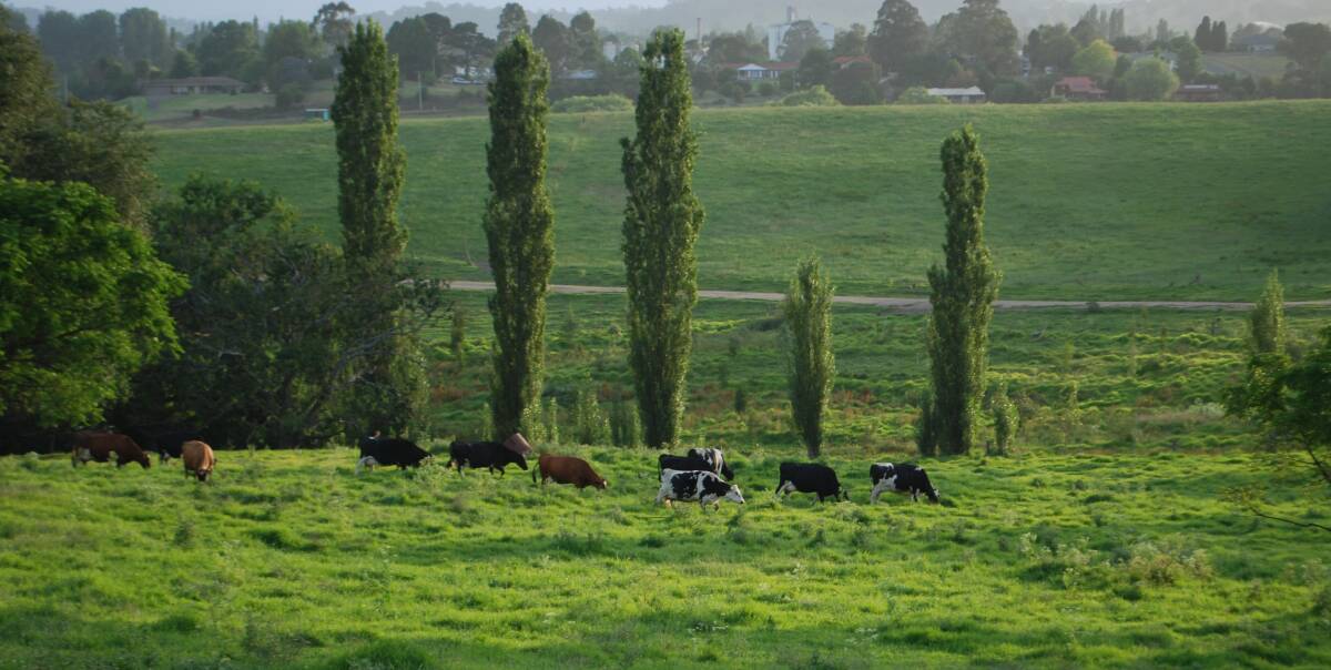 Dairy cows on "Yarranung". Irrigation water  restrictions have been lifted on the Bemboka and Bega rivers. Photo by Bridie Edwards.