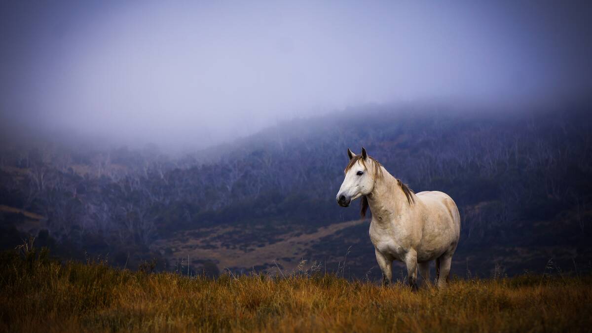 The famous silver brumby that lives near Kiandra called Paleface is likely to be caught in the concerted trapping program for the north part of Kosciuszko. Picture by Michelle Brown.