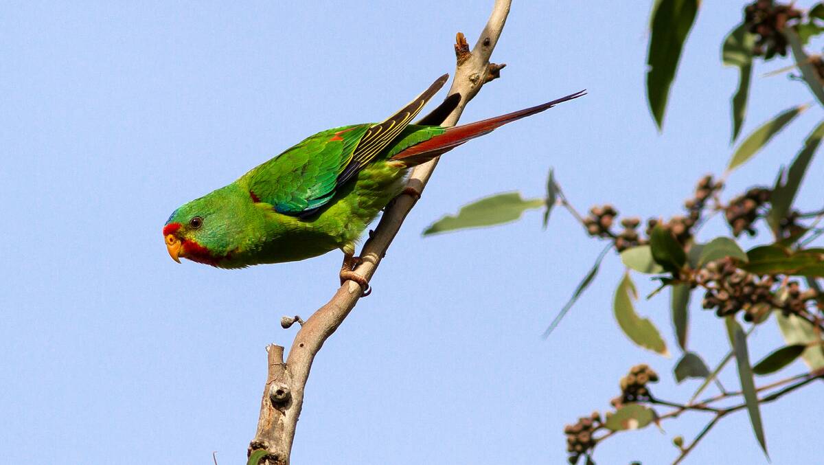 It's thought only 1000-2500 swift parrots still exist in the wild. The parrots migrate from Tasmania to feeding grounds in Victoria and the NSW South Coast. Picture by Ken Griffiths.
