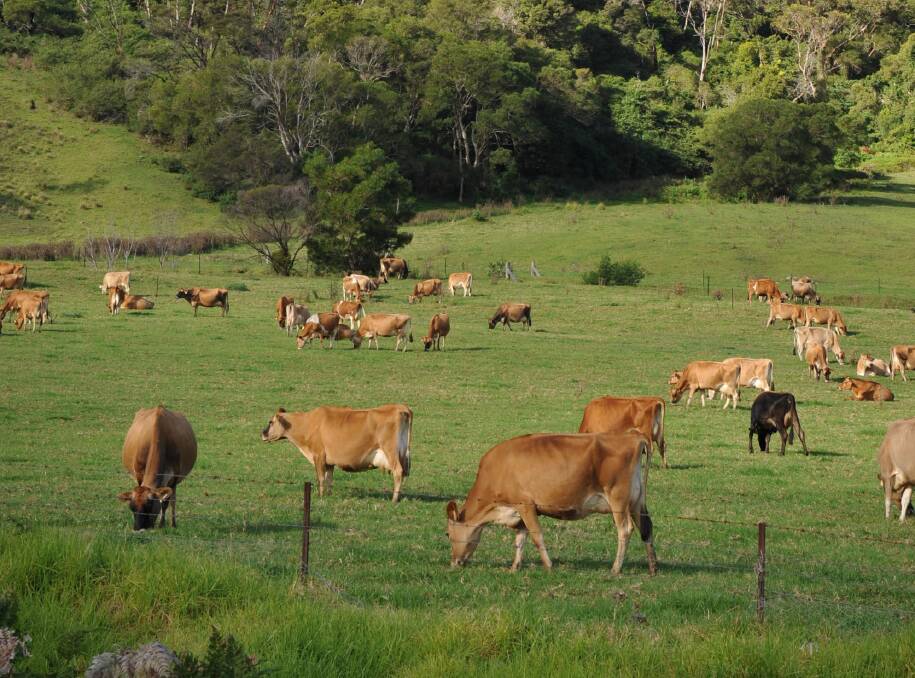 While fodder storage levels are high, dairy farmers on the South Coast may soon be dipping into them as hot, windy conditions kick off the summer period.
