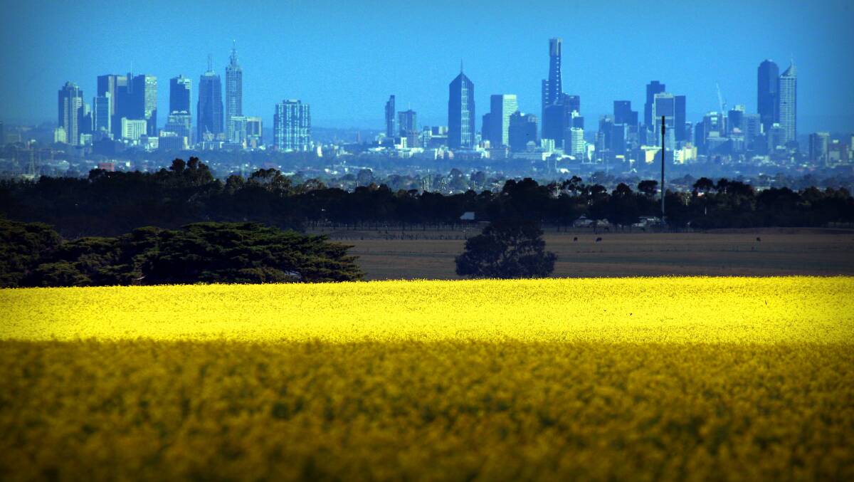 A GM canola crop growing outside Melbourne.
