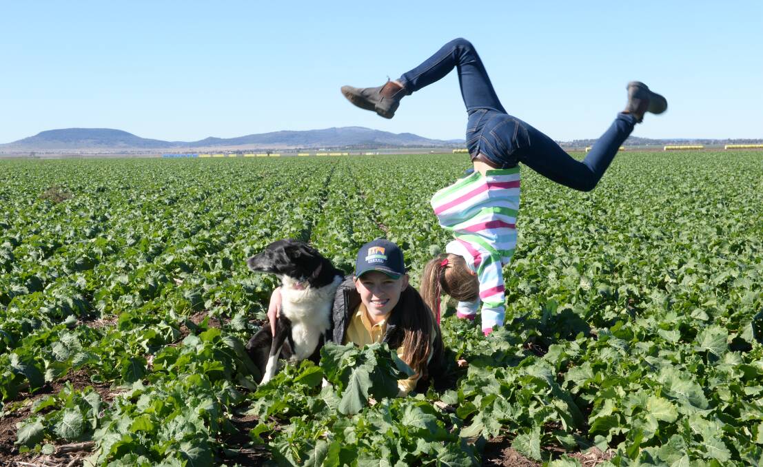 The Benhams of "Kooiyong", Mullaley, are flipping out over the great start to their 200 hectare canola crop. Lara, 13, at front, and her sister Eryn, 11, and dog, Kellie, are in the Clearfield crop. Photo by Rachael Webb.  