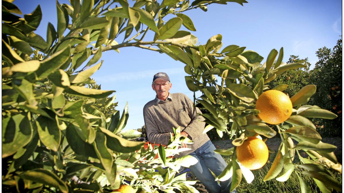 Buronga citrus grower Kevin Cock is constantly hit by rising electricity and water costs.