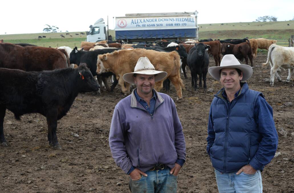 Steve Gill, "Alexander Downs", and Pat Ryan, "Meriden", Merriwa, at the Gill family's feedlot with Sir Ivan appeal cattle.
